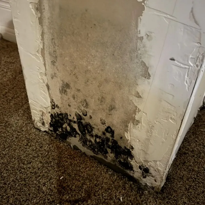Professional Mold Removal in Perkasie, PA